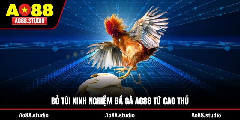 Bỏ túi kinh nghiệm đá gà AO88 từ cao thủ