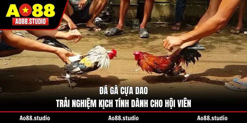 Đá Gà Cựa Dao – Trải Nghiệm Kịch Tính Dành Cho Hội Viên