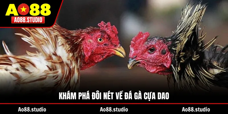 Khám phá đôi nét về đá gà cựa dao