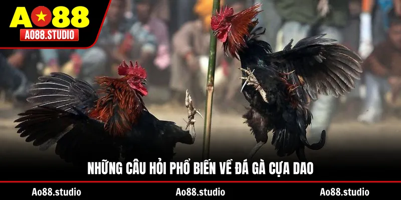 Những câu hỏi phổ biến về đá gà cựa dao